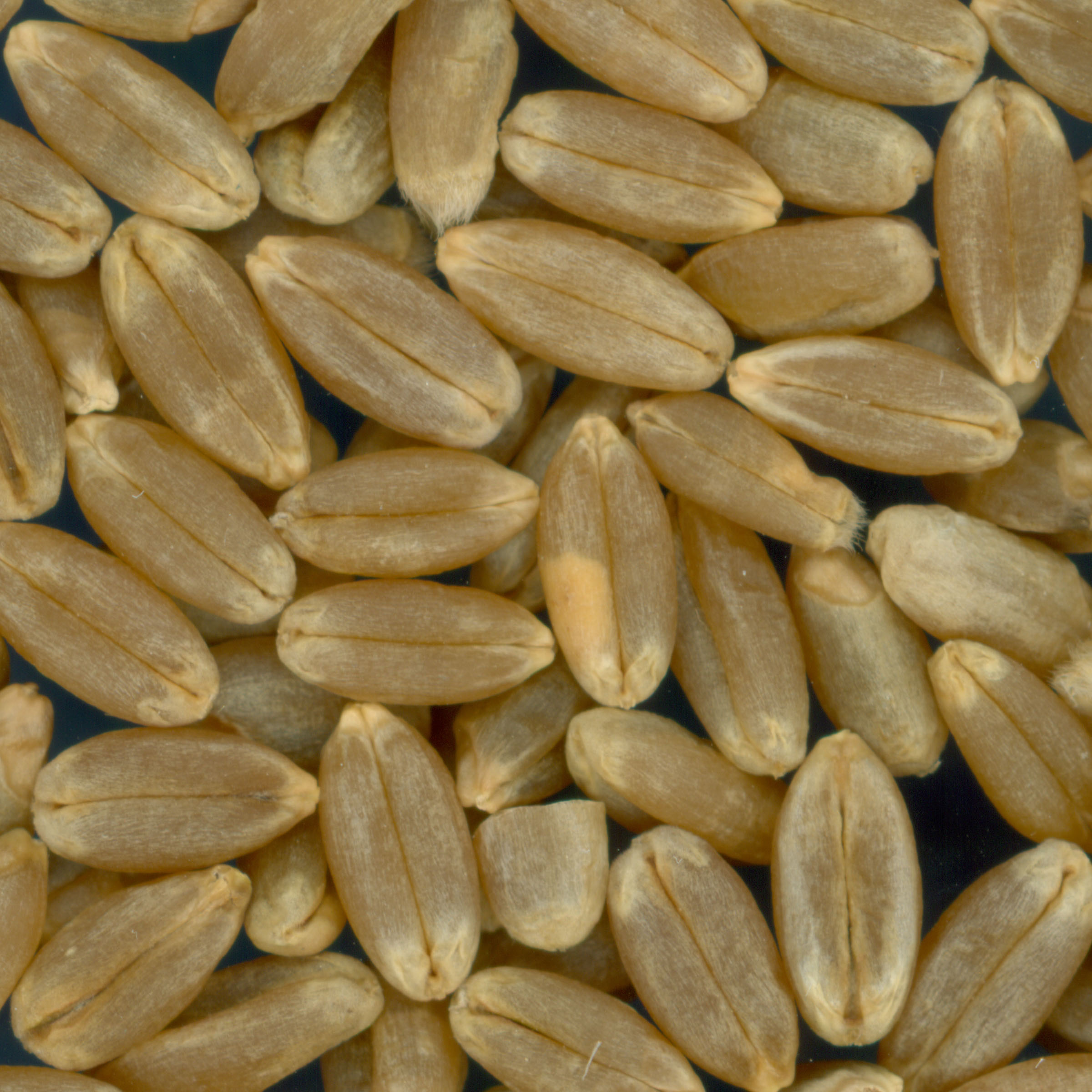 Click for 3 image(s) for this accession. KERNELS
